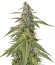 Сорт Lemon Kush fem (Female Seeds)