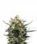 Сорт Royal Medic CBD fem (Royal Queen Seeds)