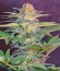Сорт Killer Kush F1 Fast Version fem (Sweet Seeds)