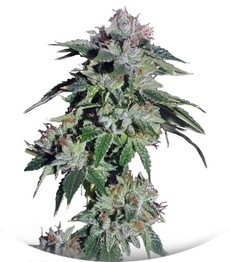 Сорт Pure Kush fem (Green House Seeds)