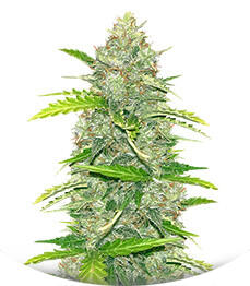 Семена сорта Blue Dream Autoflower fem (Seedkeepers)