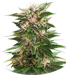 Сорт Kaya 47 fem (Advanced Seeds)