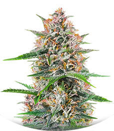 Сорт Bruce Banner Autoflower fem (Seedkeepers)