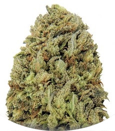 Сорт Fast & Vast Auto fem