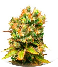 Сорт Honeybells CBD fem (Delicious Seeds)