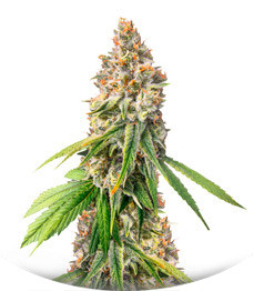 Сорт Monster Moby (Monster Genetics)