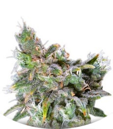 Сорт Magic Bud fem (Paradise Seeds)