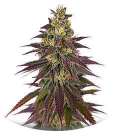 Сорт Lemon Mandarin fem (FastBuds)