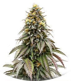 Сорт Lemonpaya fem (FastBuds)