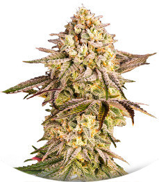 Сорт Blue Sunset Sherbert fem