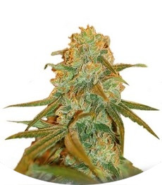 Сорт Lemon Skunk fem (Green House Seeds)