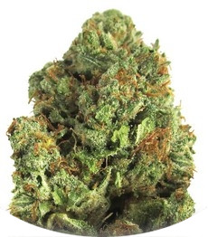 Сорт Midnight Mass fem