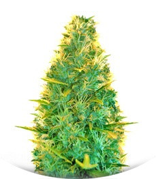 Сорт Lowryder Auto reg (Doctor’s Choice)