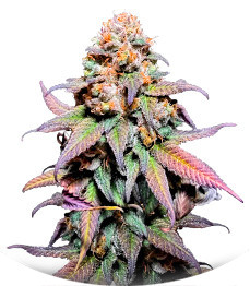 Сорт Rainbow Melon fem (FastBuds)