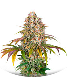 Сорт Lemon Tree (Barney's Farm)