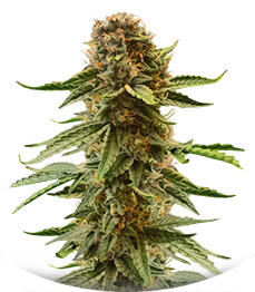 Семена сорта Also Know 47 Autoflower fem (Seedkeepers)