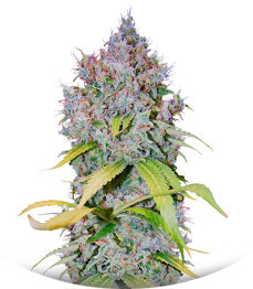 Сорт Super Lemon Haze x GMO fem от Green House Seeds