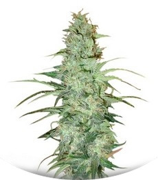 Сорт Super Skunk reg (Nirvana Seeds)