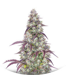 Сорт Lemon Pie Auto fem (FastBuds)