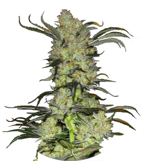 Сорт King’s Kush fem
