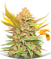 Grandmommy Purple fem (Herbies Seeds)