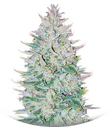 Сорт Original Auto OG Kush fem (FastBuds)