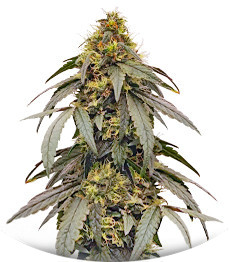 Сорт Blackberry Polar Gelato fem (Silent Seeds)