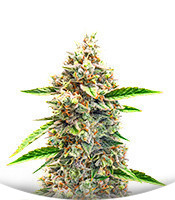 Сорт Bruce Banner #3 Auto fem (Herbies Seeds)