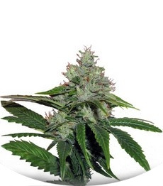 Сорт TrainWreck fem (Green House Seeds)