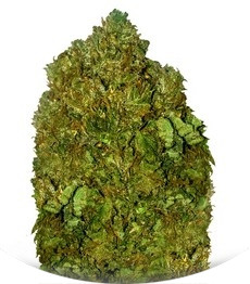 Сорт Money Bush fem