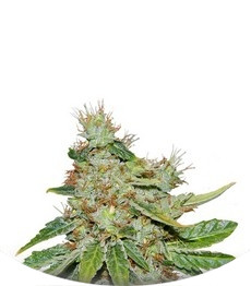 Сорт Kalashnikova fem