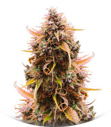 Сорт Mandarin Thuggee Auto fem (AlphaFem Seeds)