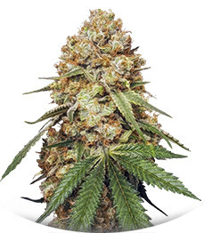 Сорт Slightly Stoopid Fruits fem (Humboldt Seed Company)
