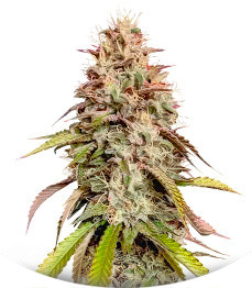 Сорт Gorilla Melon fem (FastBuds)