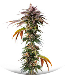 Сорт Kush Mintz fem (Barney's Farm)