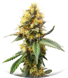 Сорт Jack Herer fem (Seedkeepers)