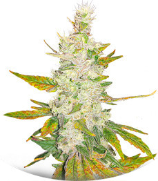 Сорт Monster Girl Scout Cookies fem (Monster Genetics)