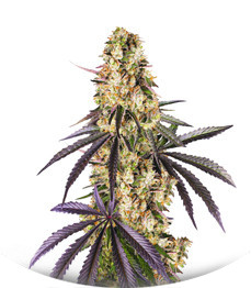 Сорт Runtz Muffin (Barney’s Farm)