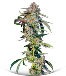 Сорт Super Boof fem от Barney's Farm