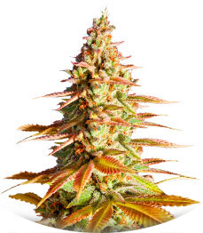 Сорт Original Clon fem (Blimburn Seeds)
