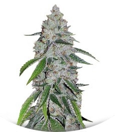 Сорт West Coast O.G. Auto fem (FastBuds)
