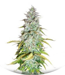 Сорт Amnesia Haze Automatic fem (Royal Queen Seeds)