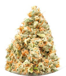 Сорт Monster Profit fem (Heavyweight Seeds)