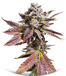 Сорт Sour MAC F1 fem (Seedkeepers)