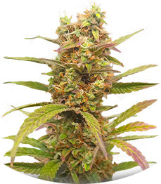 Сорт HulkBerry Automatic fem (RQS)