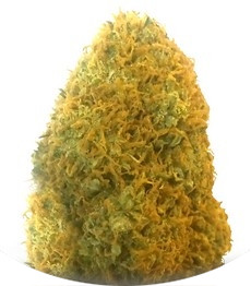Сорт Champion fem (Heavyweight Seeds)