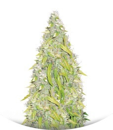 Сорт Rock Machine Auto fem (Doctor’s Choice)