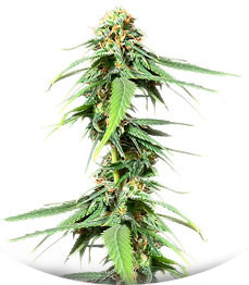 Сорт AFS Princess fem (AlphaFem Seeds)