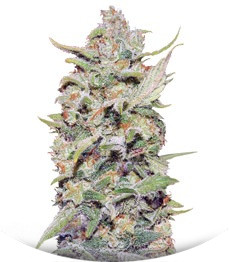 Сорт Peyote Critical fem (Barney's Farm)