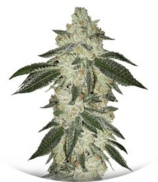 Сорт Green Crack Auto fem (FastBuds)